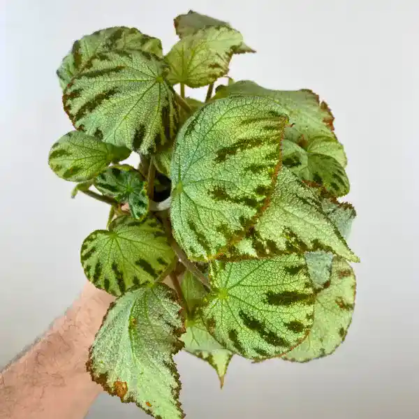 Begonia rex Silver Jewel
