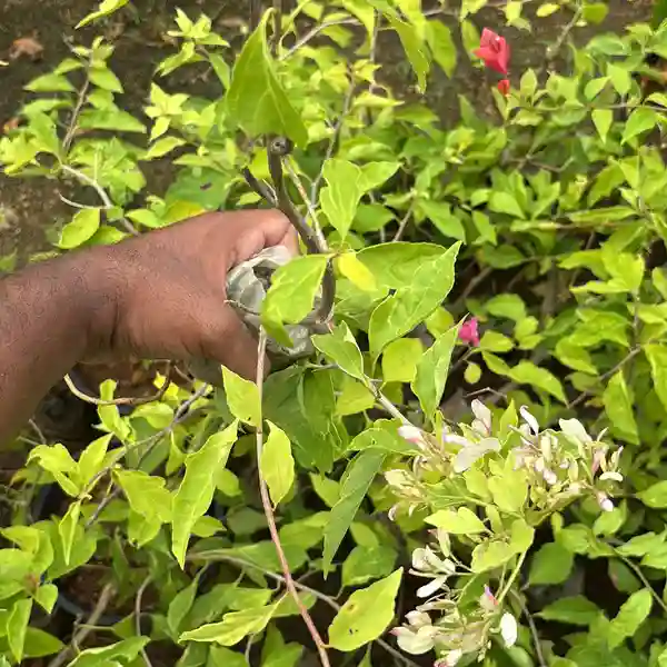 Bougainvillea Bidadari