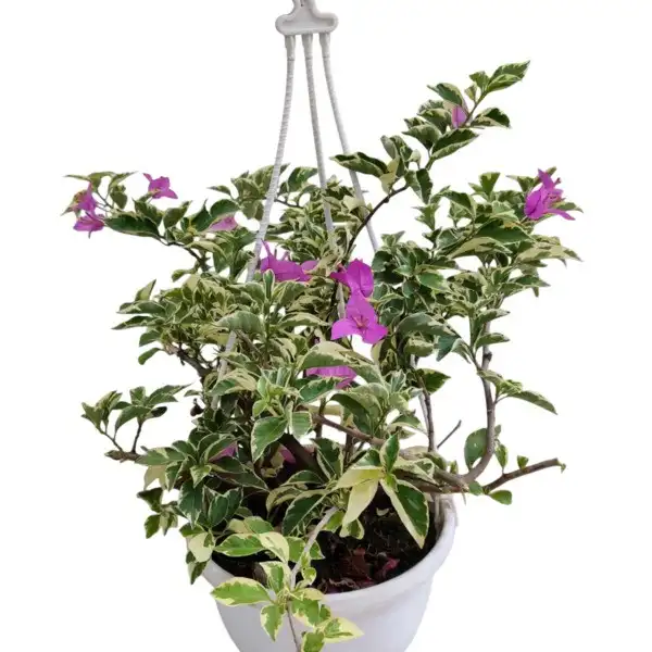 Bougainvillea Raspberry Ice