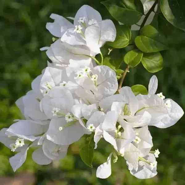 BOUGAINVILLEA WHITE PLANT