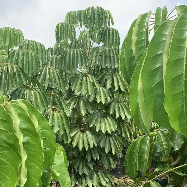 Brassia Actinophylla