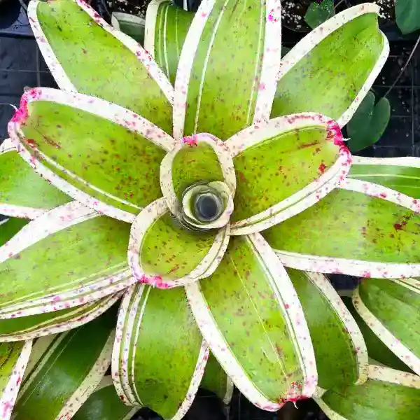 Bromeliad Neoregelia