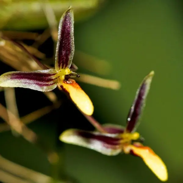 Bulbophyllum violaceum