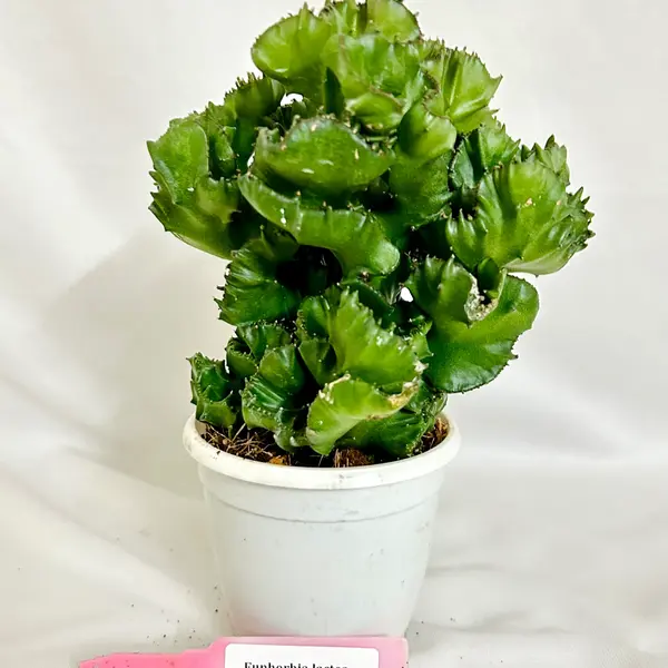 Euphorbia lactea Cristata