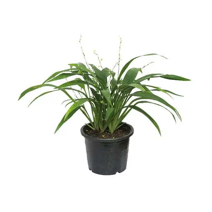 Chlorophytum capense