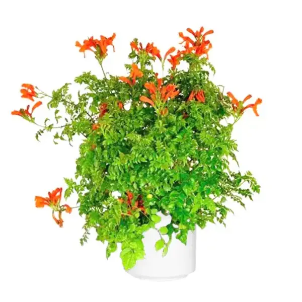 Tecoma Orange Shrub (Chicklet Orange) Plant