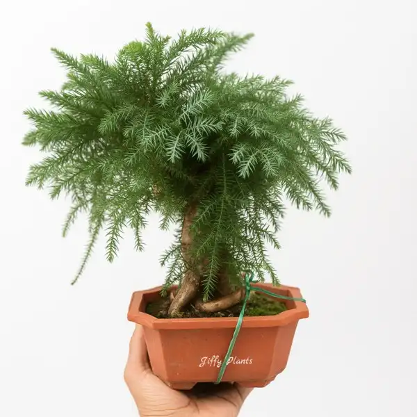 Araucaria Cunninghamii Bonsai