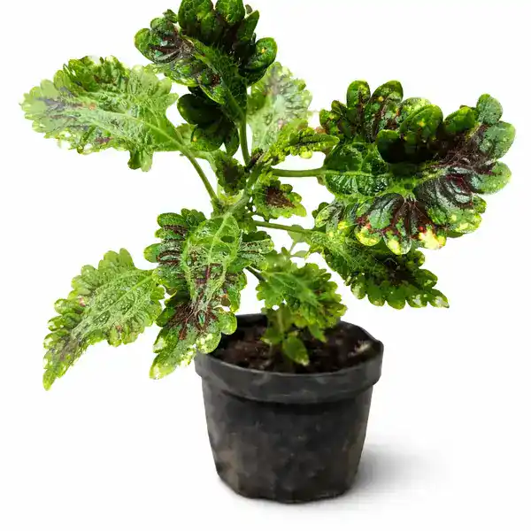 Coleus plant-C 04
