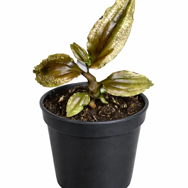 Crepidium Calophyllum