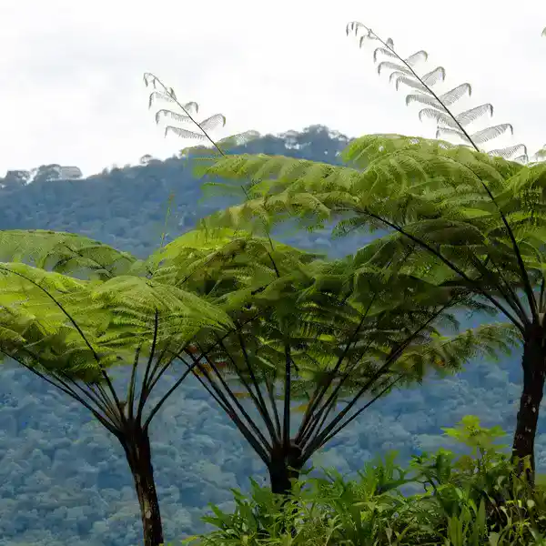 Chicken Tree Fern Fury