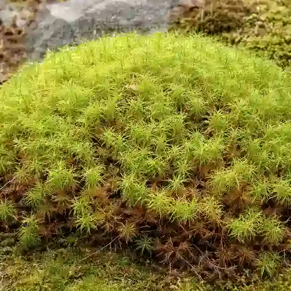 Alpine Polytrichastrum Moss