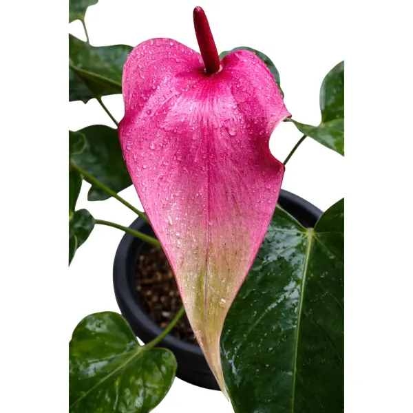 Anthurium Dynamite Purple
