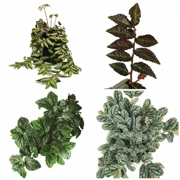 Pelliona Repens-Combo