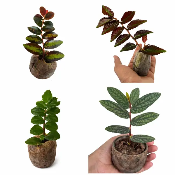 Pelliona Repens-Combo