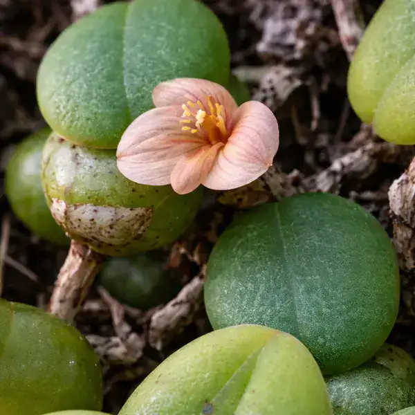 Miniature orchid Trias intermedia