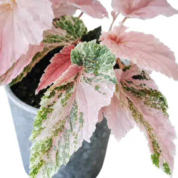 Begonia Ginny Galaxy Variegated
