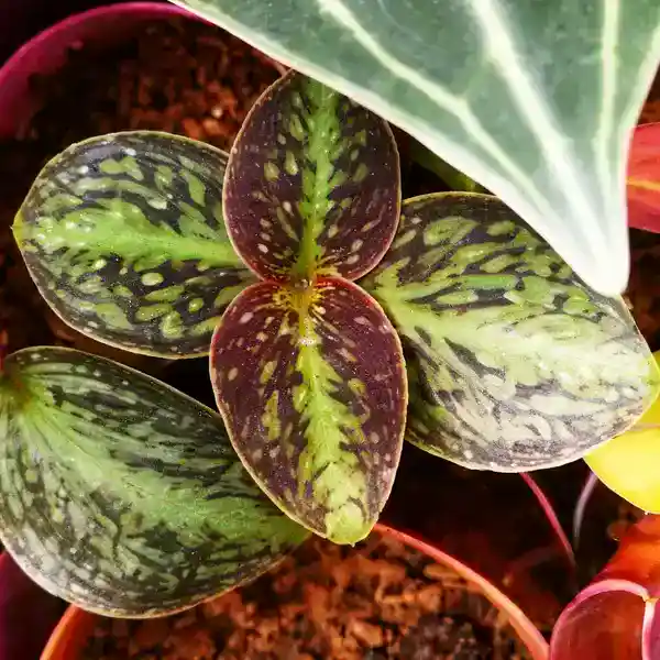 Sonerila cantonensis