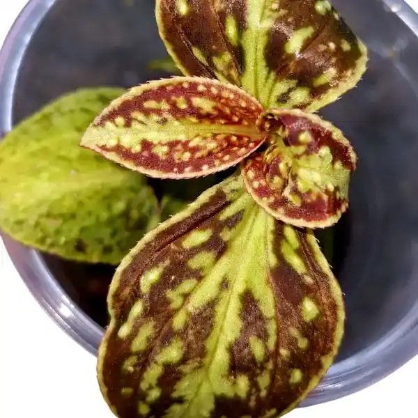 Sonerila cantonensis