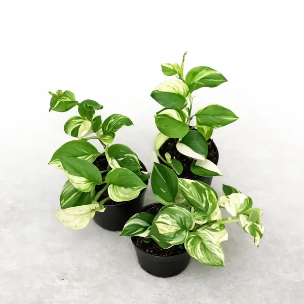 Scindapsus Treubii Albo