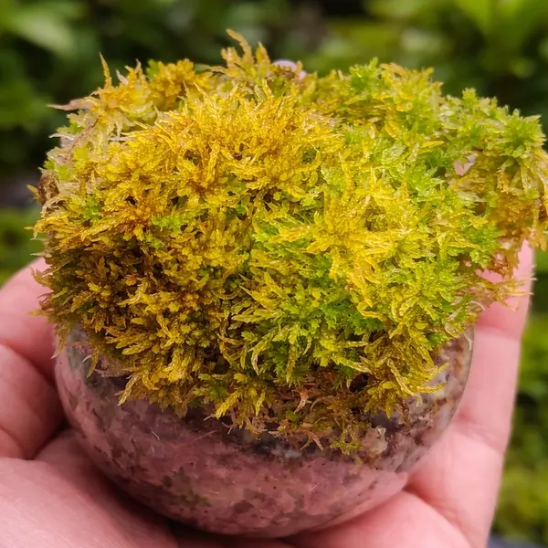 Sphagnum Compactum Moss