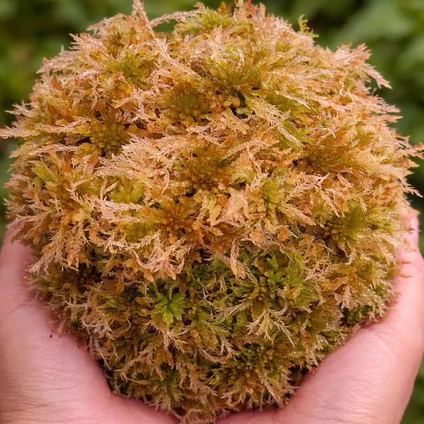Sphagnum Augustifolium Moss