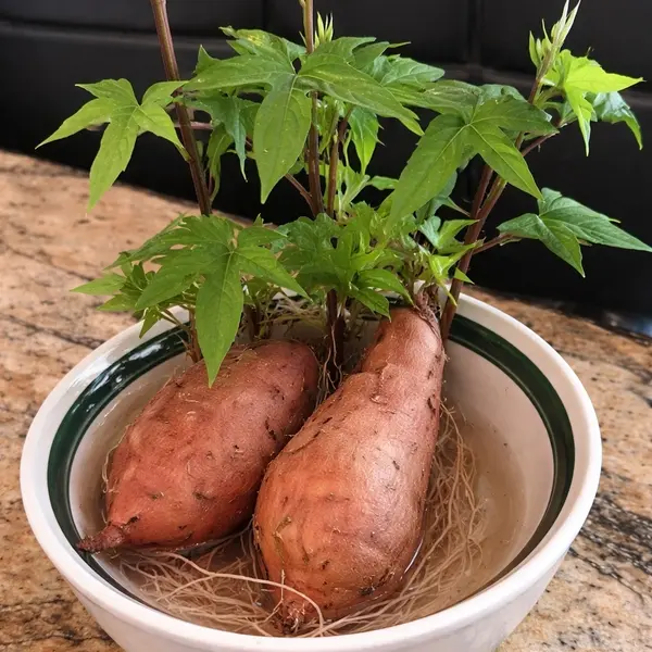 Sweet Potatoes