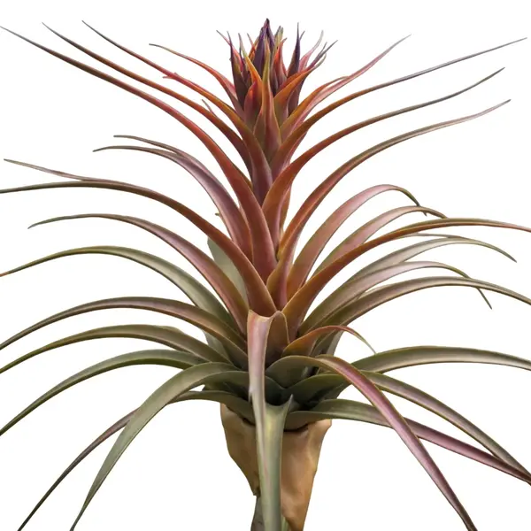 Tillandsia Nellie Rose