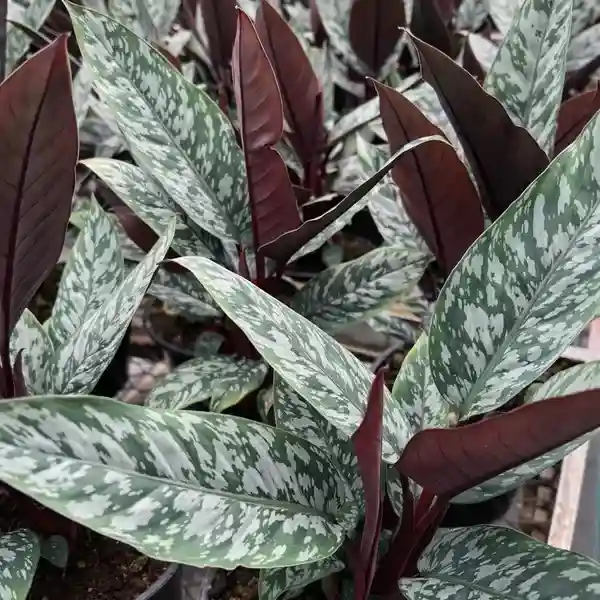 Apoballis 'Purple Sword'