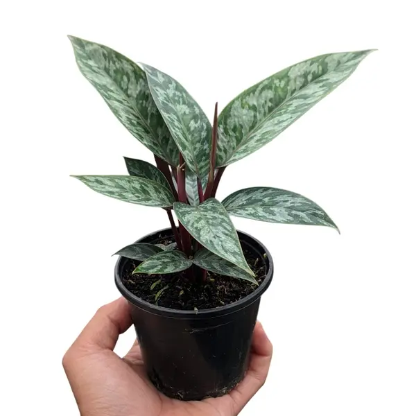 Apoballis 'Purple Sword'