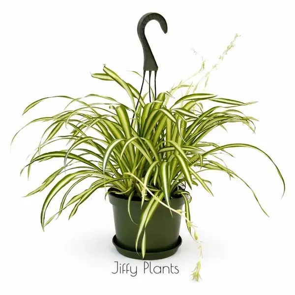 Chlorophytum Comosum