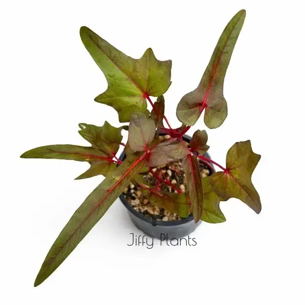 Abelmoschus Manihot sp. papua Cenderawasih