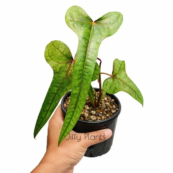 Abelmoschus Manihot sp. papua Cenderawasih