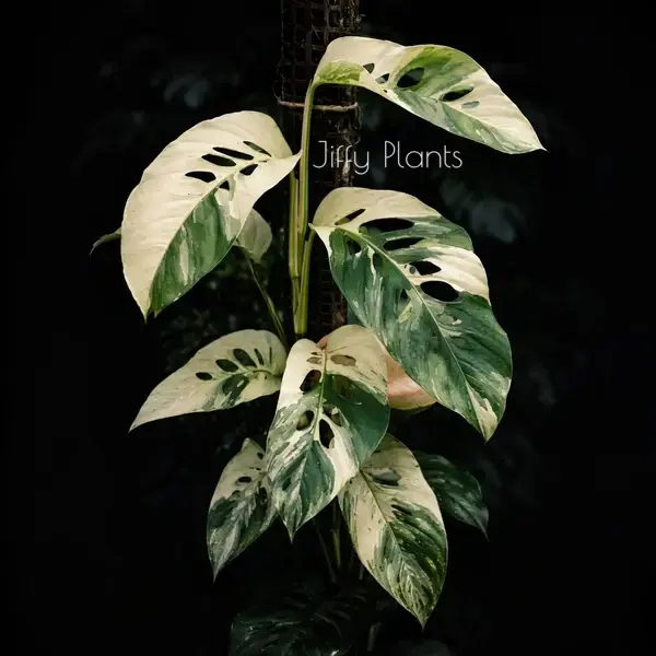 Monstera Laniata Albo Variegated