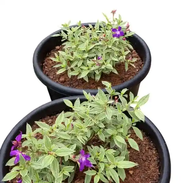 Melastoma Variegated