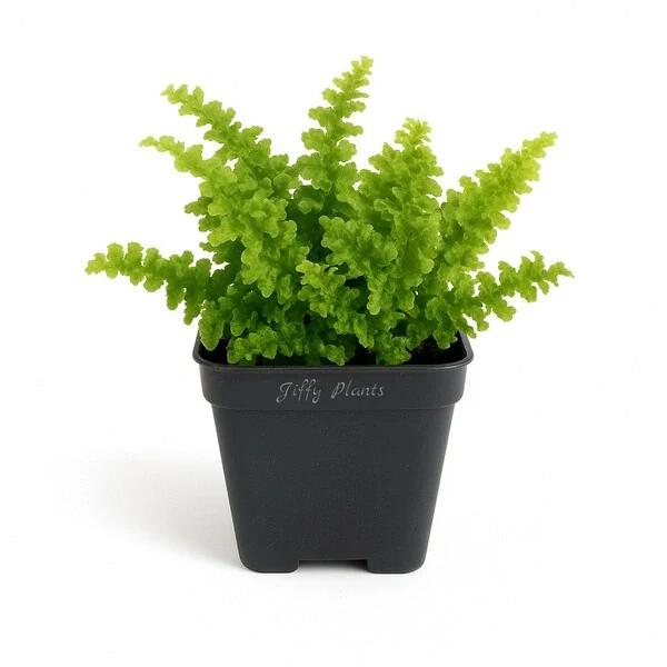 Nephrolepis Mini Russells