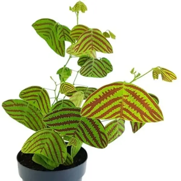 Christia Obcordata Butterfly Plants