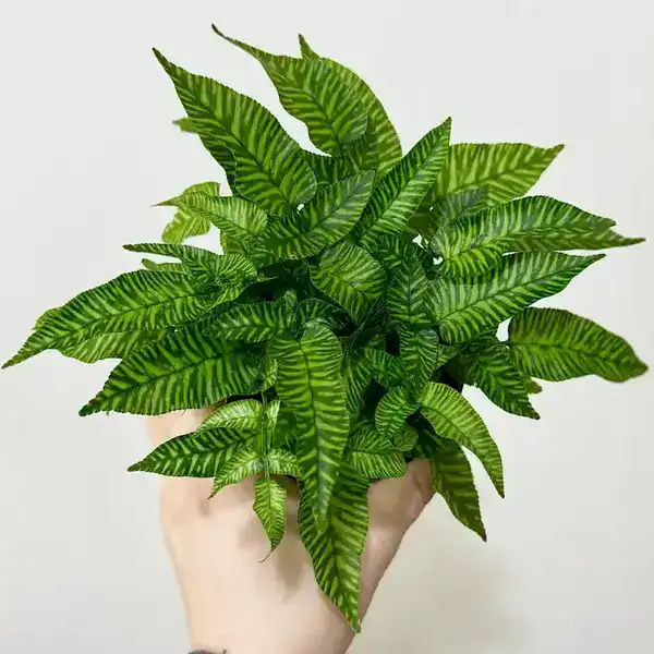 Coniogramme Emeiensis Golden Zebra