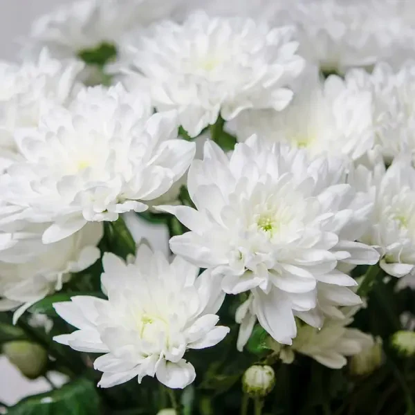 Chrysanthemum White (Jamanthi)