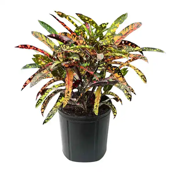 Croton Franklin Roosevelt