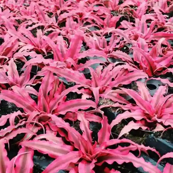 Cryptanthus Bivittatus ‘Red Star’