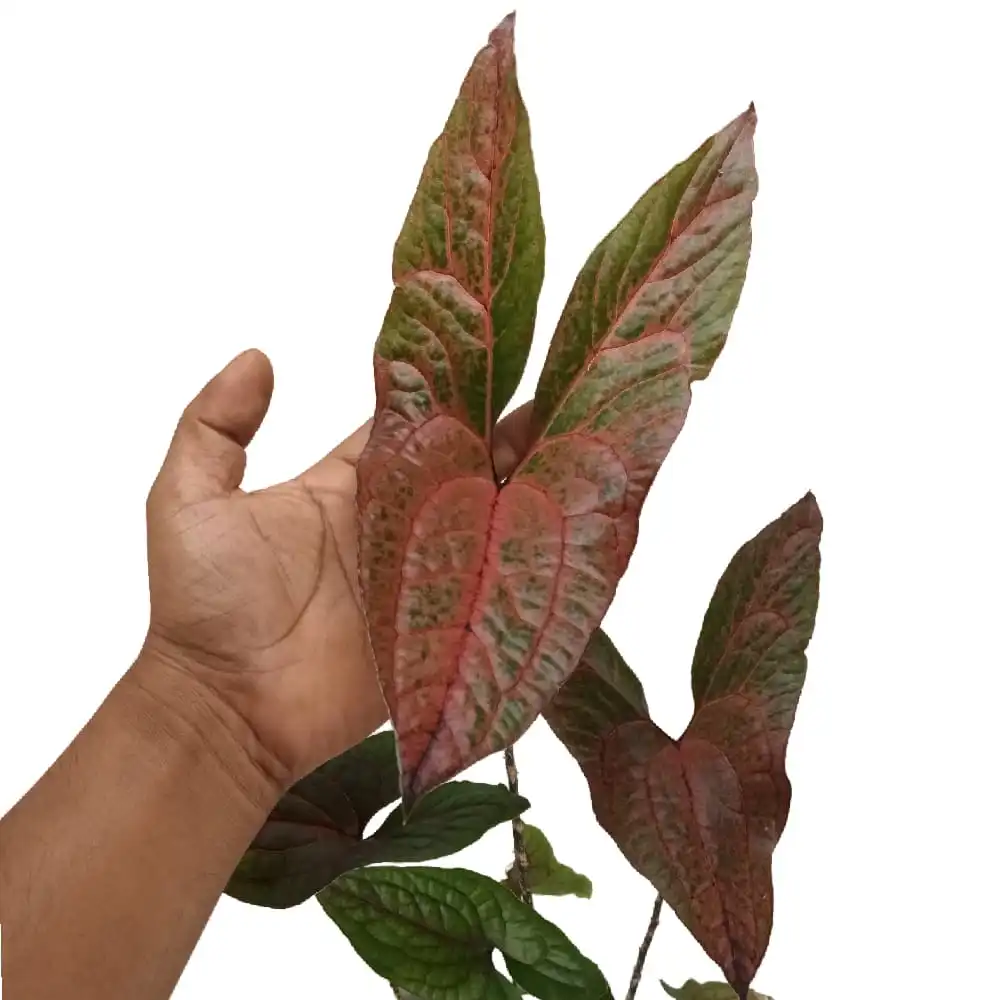 Cyrtosperma Johnstonii