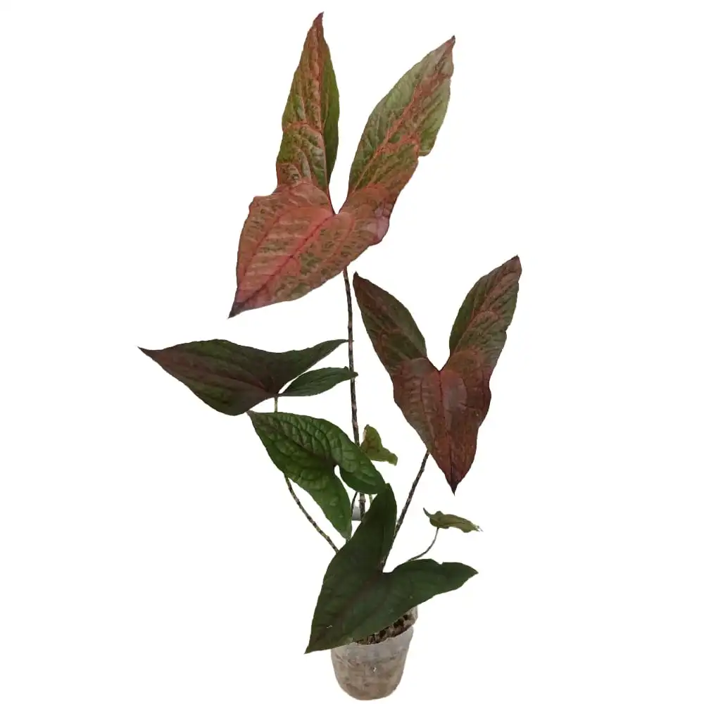 Cyrtosperma Johnstonii