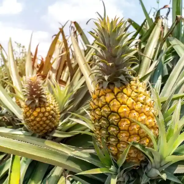 Pineapple Plant