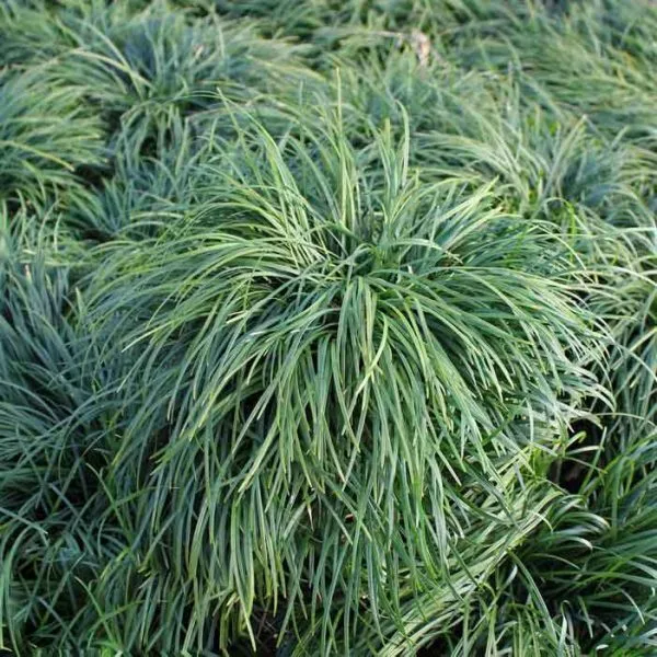 Ophiopogon Japonica plant (Mondo Grass)