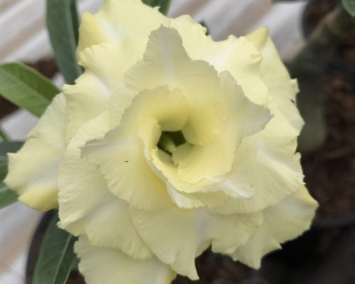 Adenium plant 61