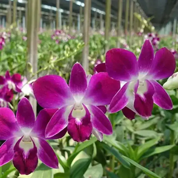Dendrobium(DS-006)