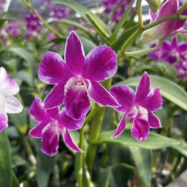 Dendrobium(DS-030)