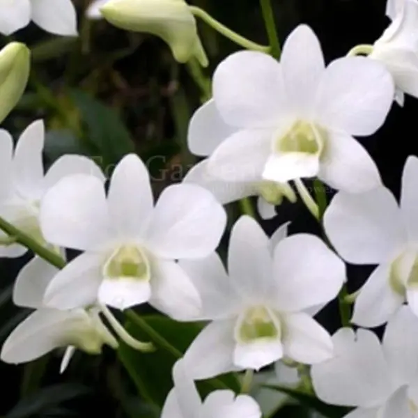 Dendrobium(DS-065)