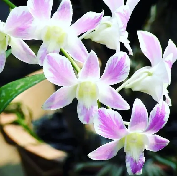 Dendrobium(DS-066)