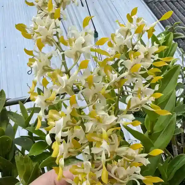 Dendrobium(DS-082)